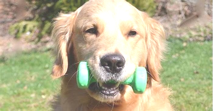 What happens if you don't exercise your Golden Retriever?