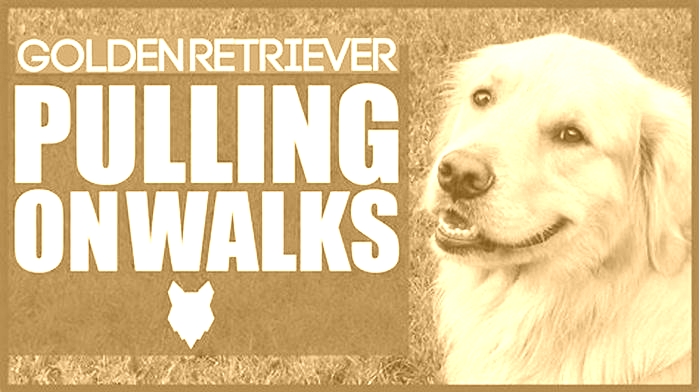 What happens if you don't walk a Golden Retriever?