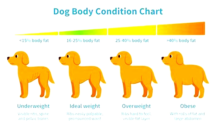 What if the vet says my dog is overweight?