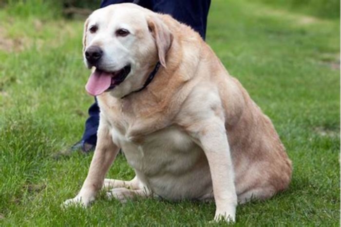 What is a chunky Labrador?