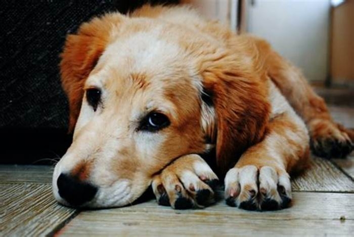 What is a silent killer in dogs