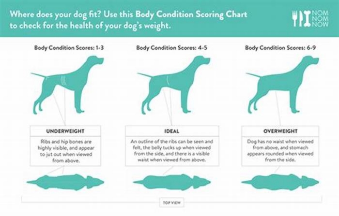 What is considered overweight for a female golden retriever?