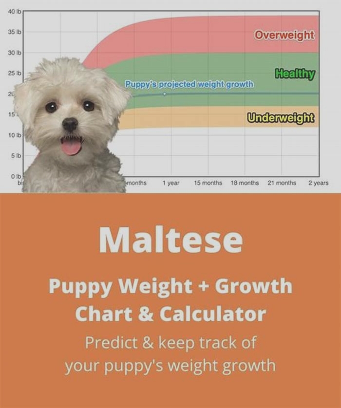 What is ideal weight for Maltese?