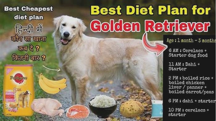 What is the best diet for a golden retriever