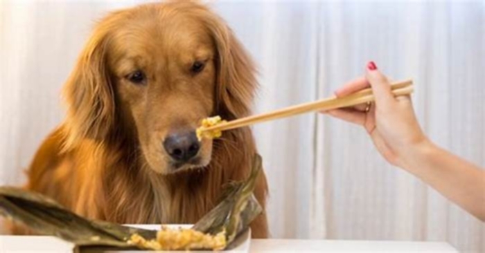 What is the best food to feed a Golden Retriever?