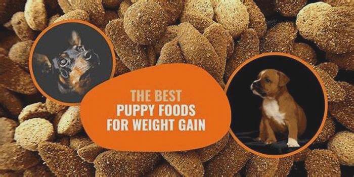 What is the best food to help dogs gain weight