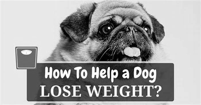 What is the easiest way for a dog to lose weight?