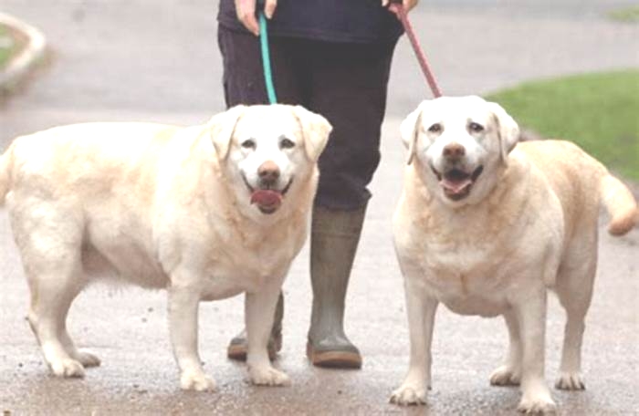 What is the fat gene in Labrador Retrievers