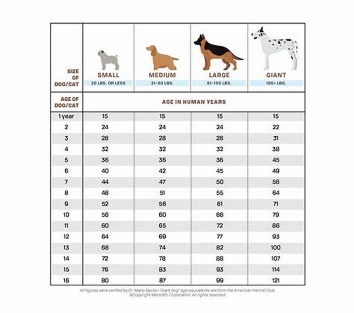 What is the hardest age for a Lab puppy?