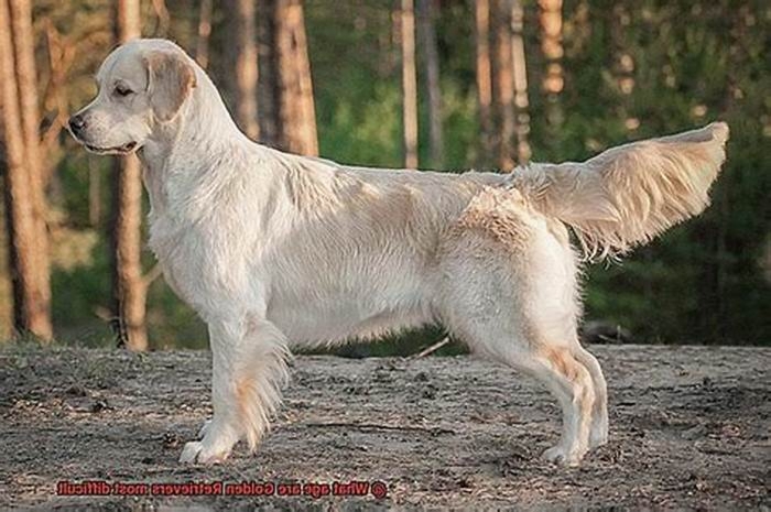 What is the hardest age for a golden retriever?