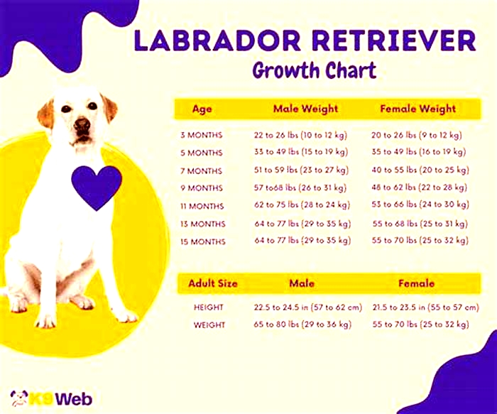 What is the highest weight of a Labrador retriever?