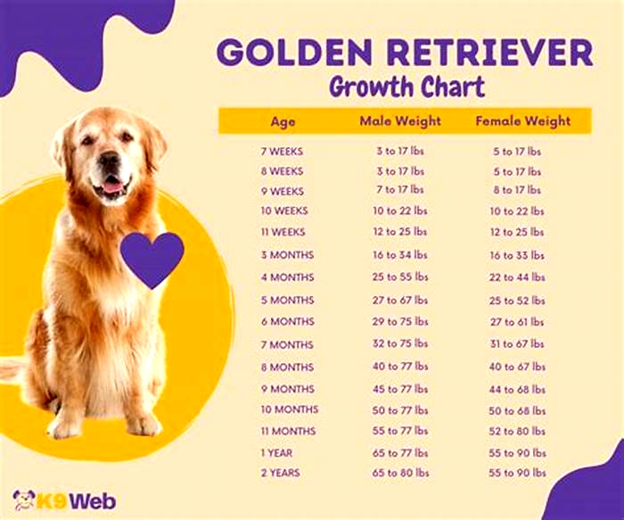 What is the ideal weight for a Golden Retriever in KG