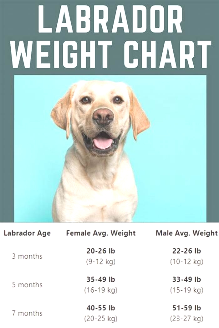 What is the ideal weight for a Labrador?