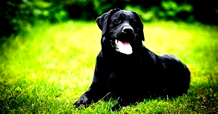 What is the lifespan of a female Labrador