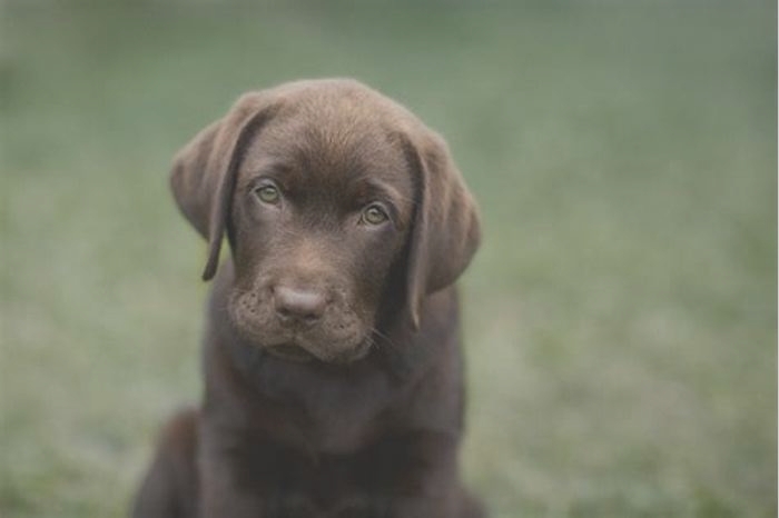 What is the longest living Labrador?