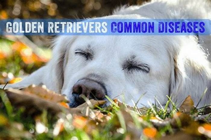 What is the most common cause of death in Golden Retrievers?