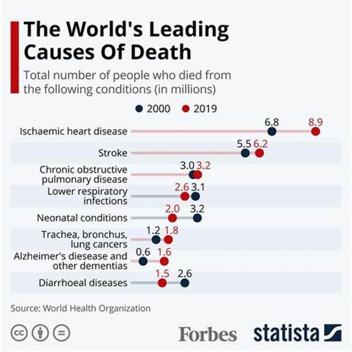 What is the most common cause of death in Maltese?