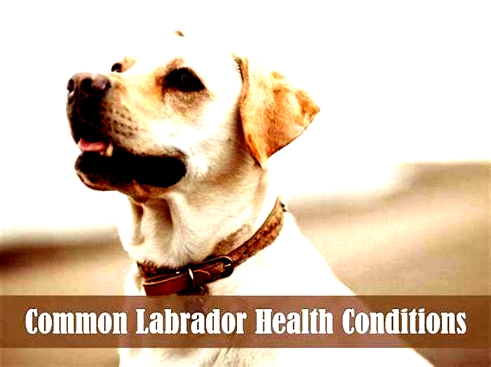 What is the most common cause of in Labradors