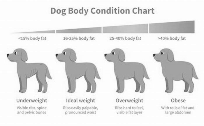 What is the most common overweight dog