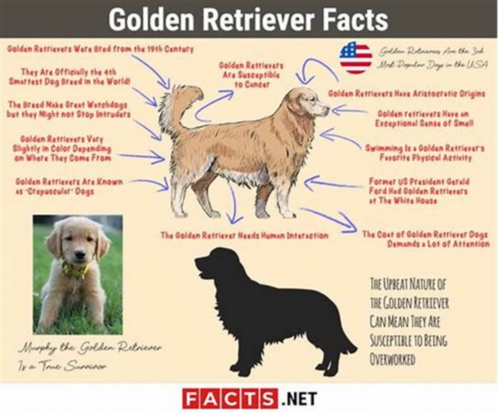 What is the number one cause of in Golden Retrievers