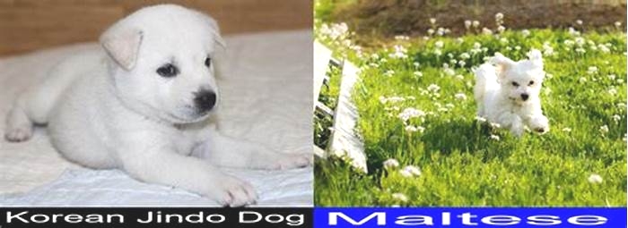 What s the difference between Maltese and Korean Maltese