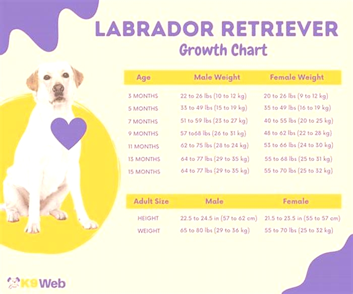 What's the ideal weight for a Labrador?