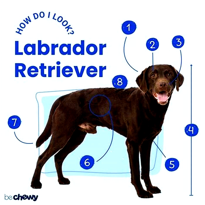 What shape should a Labrador be