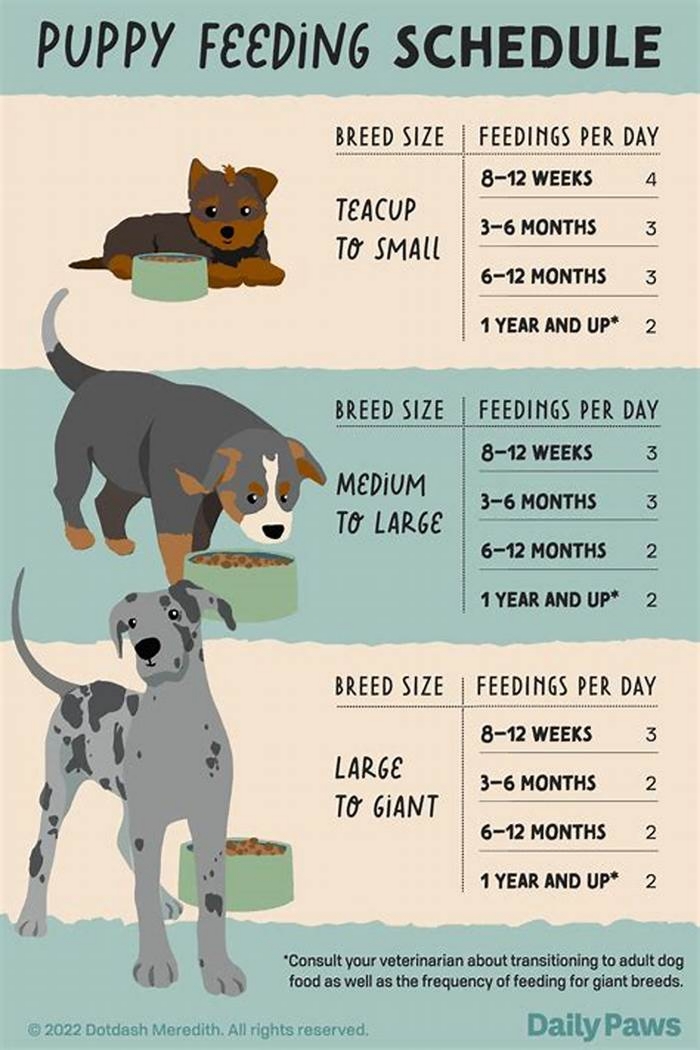 What time should I stop eating for labs