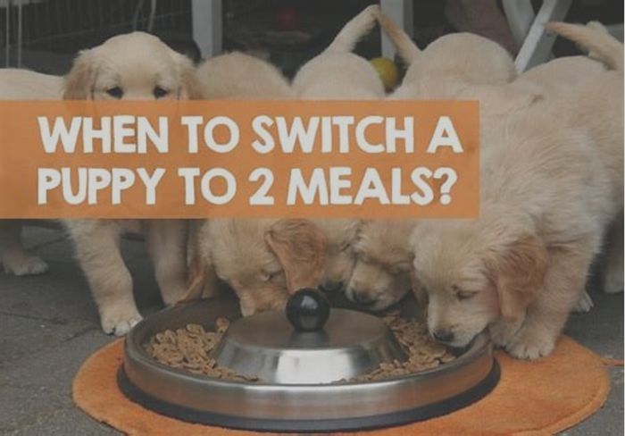 When can a Labrador go to 2 meals a day?