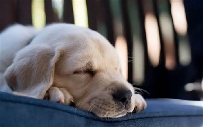 Where should my Labrador sleep at night?