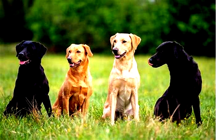 Which Colour Labrador is healthiest