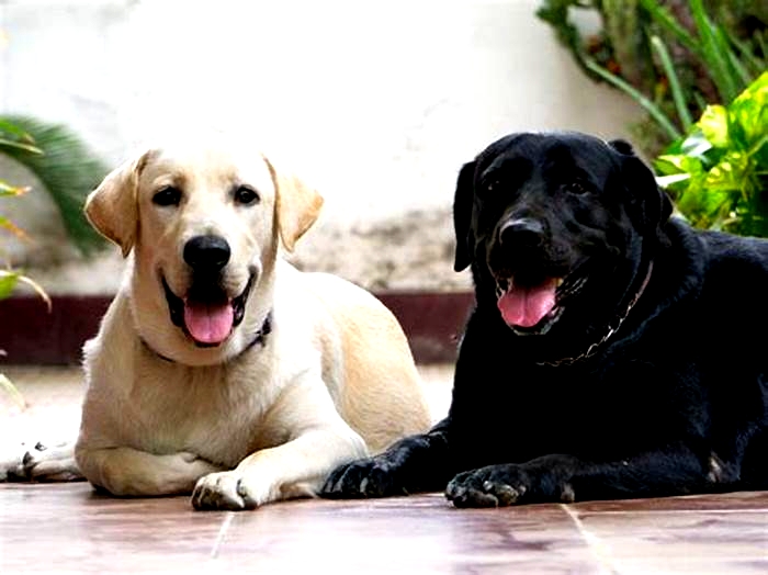 Which color Labrador is most expensive