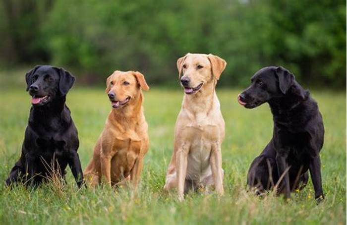 Which color Labrador lives the longest