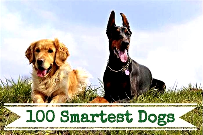 Which dog breed has more IQ?