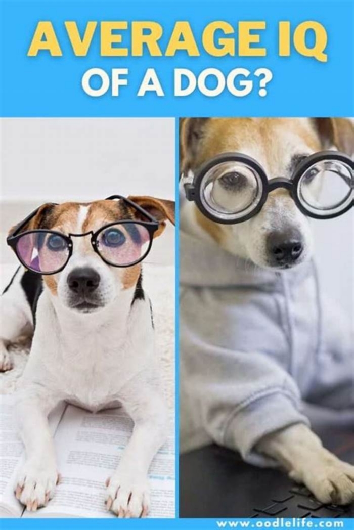 Which dog has more IQ?