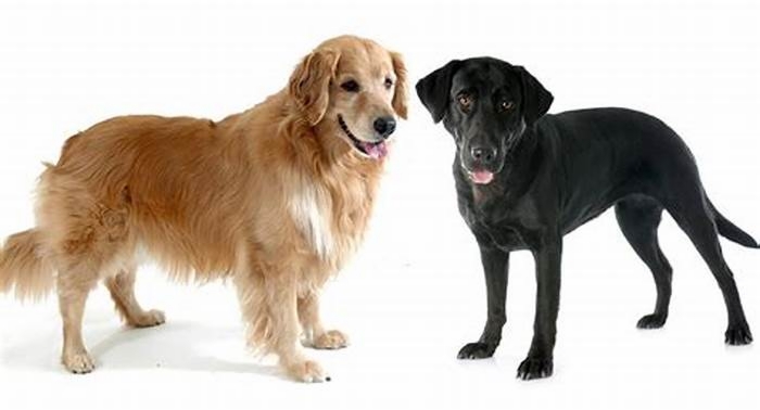 Which is heavier golden retriever or Labrador?