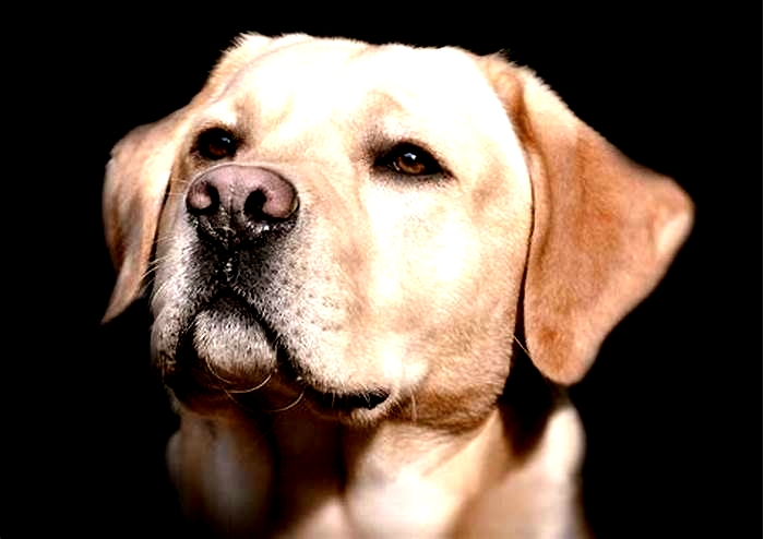 Who is smarter Labrador or Golden Retriever?