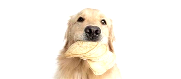 Why are Golden Retrievers always so hungry