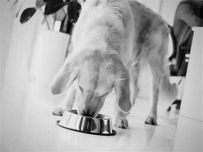 Why are Golden Retrievers so food obsessed?