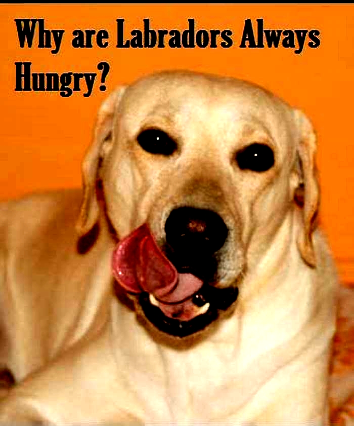 Why are Labradors always hungry?