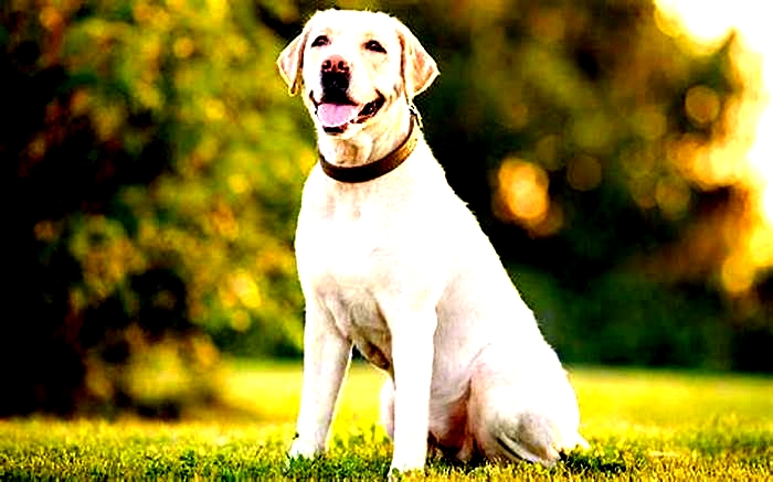 Why are Labradors chubby