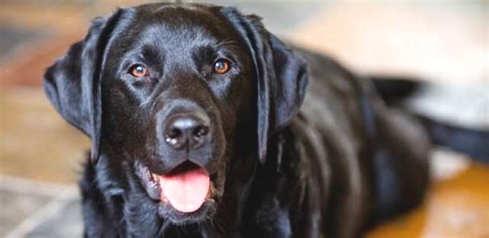 Why are Labradors more prone to obesity?