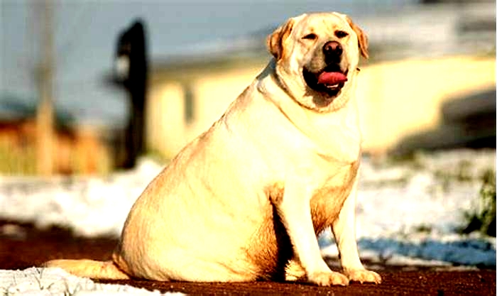 Why are Labradors prone to obesity?