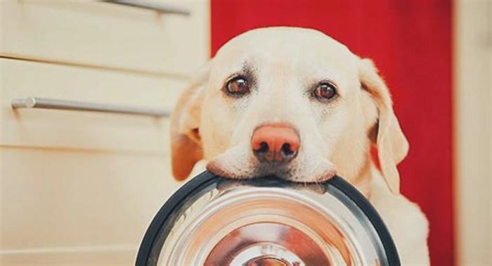 Why are Labradors so hungry all the time