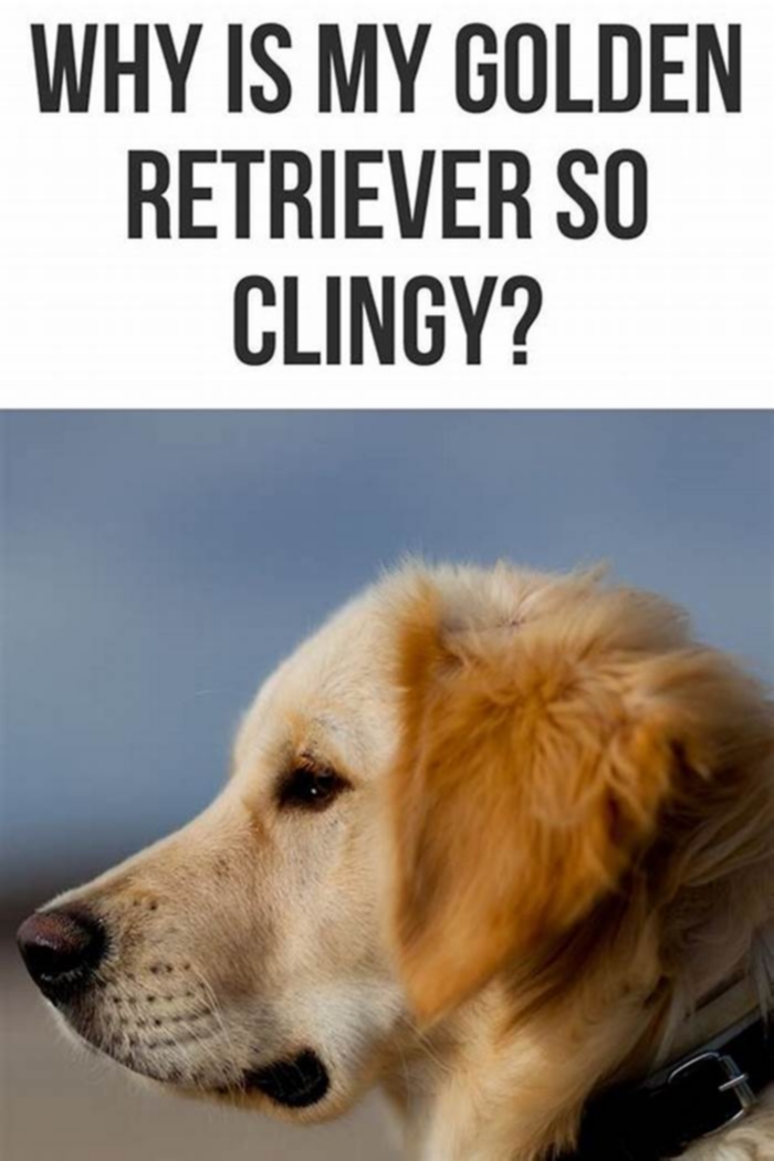 Why are goldens so clingy?