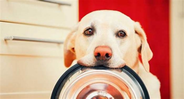 Why are labs always so hungry?