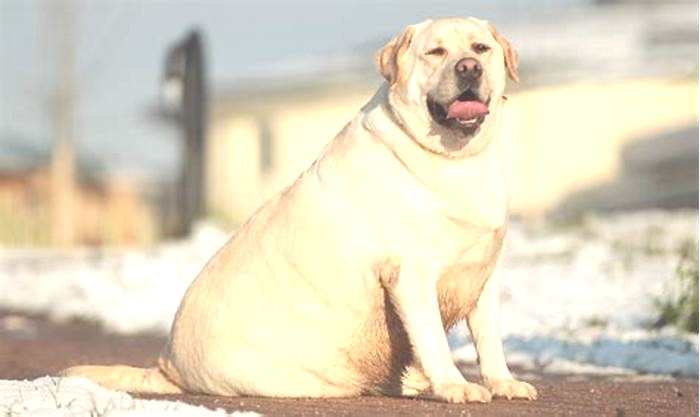 Why are labs prone to obesity