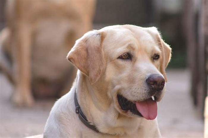 Why are labs so happy?