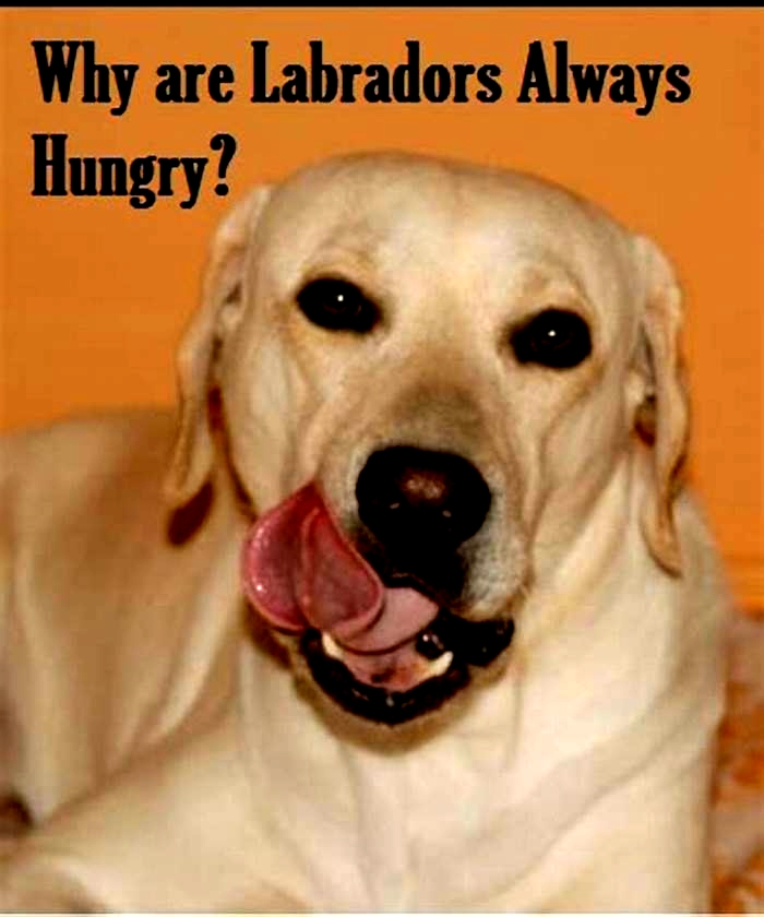 Why are retrievers always hungry?