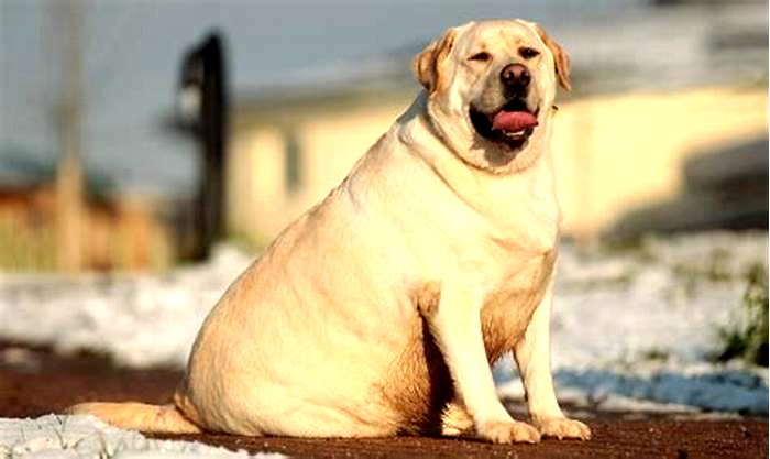 Why are so many Labradors fat?